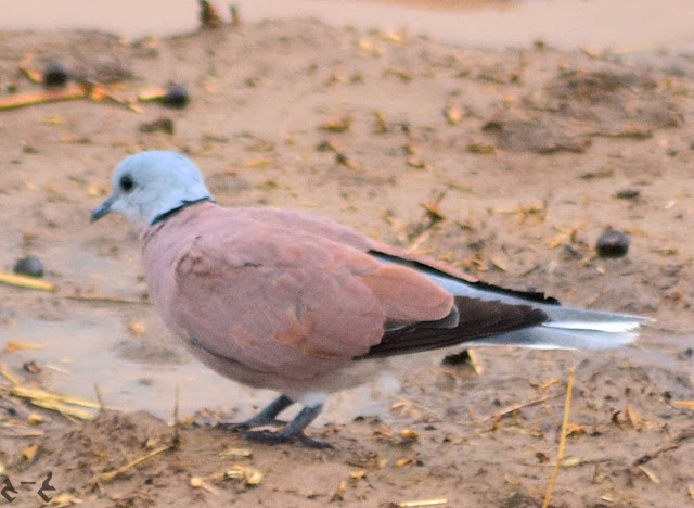 The red turtle dove (Streptopelia tranquebarica), also known as the red collared dove 