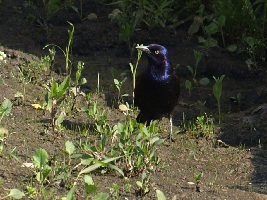 common grackle flight. Common Grackle