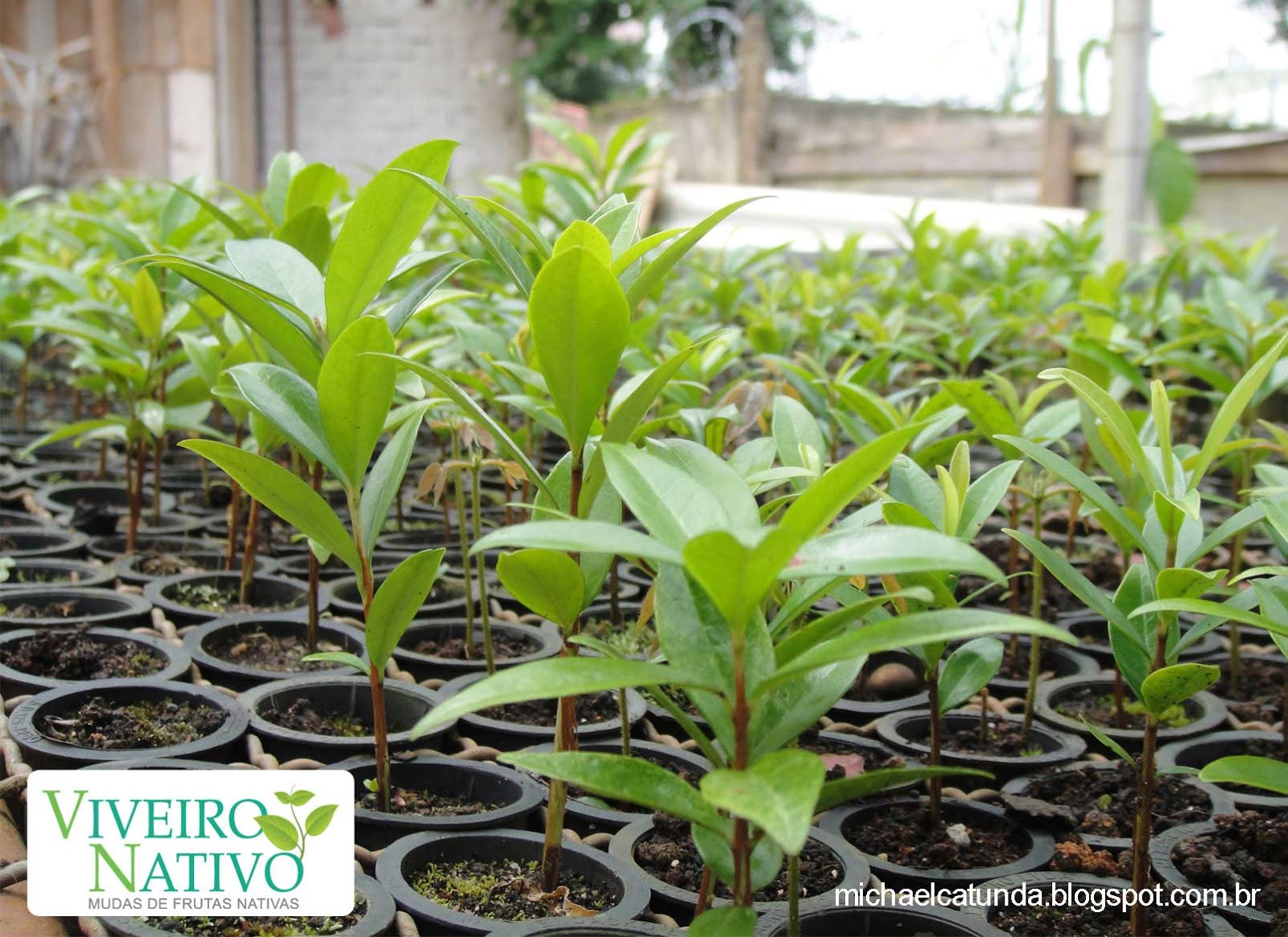 Aprenda a cultivar árvores frutíferas em vasos Blog Jardinices