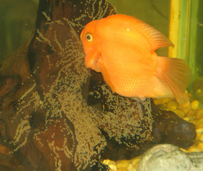 parrot fish male fertile the eggs