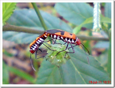 Bapak Pucung (Dysdercus cingulatus) Kawin
