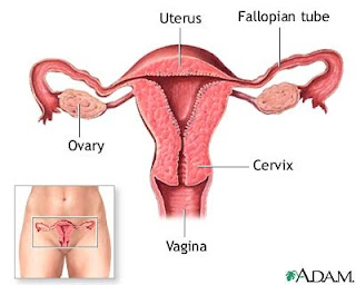 Female Reproductive System