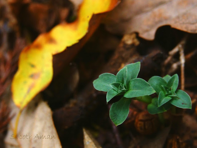 Gentiana zollingeri