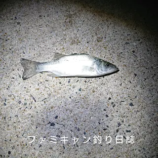 ガルプベビーサーディンで釣ったセイゴ