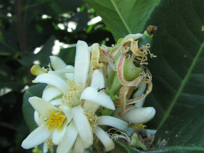 Fiori cedro dolce