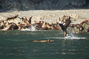 seals02
