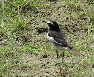 White-browed Wagtail