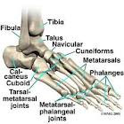 anatomi tulang kaki