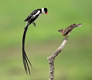 Pin Tailed Whydah sounds