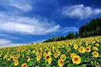 Bunga Matahari Di Jepang / Https Encrypted Tbn0 Gstatic Com Images Q Tbn And9gcr7g Jphbdlcpmftoct4eefu Twaqpcr82tzleh1 P1 3mkzg8y Usqp Cau / Bunga matahari adalah salah satu tanaman berbunga.