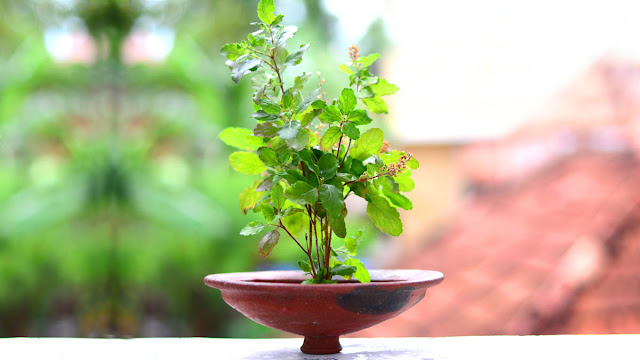 Become a Millionaire By Planting Tulsi Plant To Start a Business With Just 15 Thousand