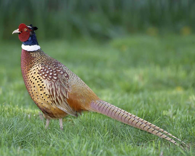 Pheasant Pictures Birds