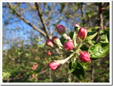 20120507_spring-property_004