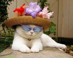 Foto Kucing Memakai Topi lucu
