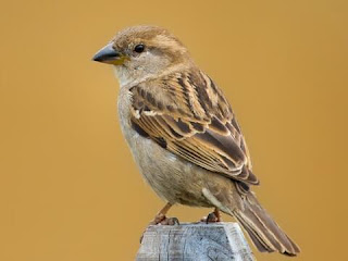 House Sparrow Bird