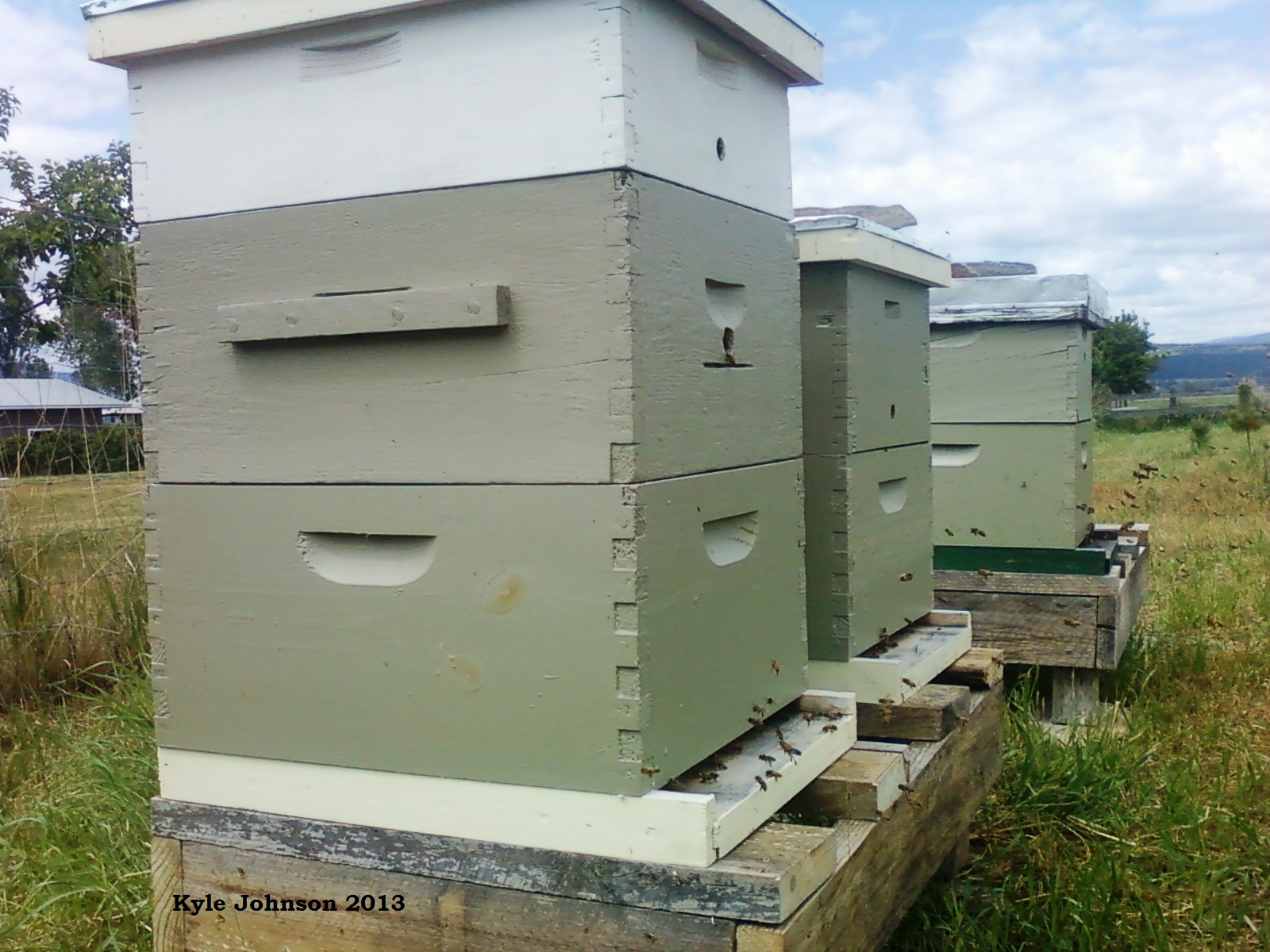 Langstroth Hive My langstroth hives