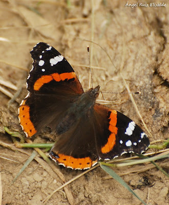 Vulcana (Vanessa atalanta)