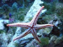  Bintang  Laut  Biota Dunia Perairan