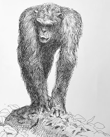 08-Inquisitive-Chimp-Animal-Drawings-Guno-Park-www-designstack-co