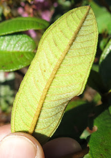 Macairea sp., Melastomataceae