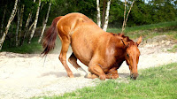 The Horse colic