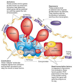 Gene regulation