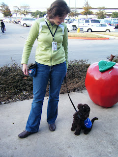 Alfie in his jacket, sitting and looking eagerly at me, in front of a giant red cement apple at the front of the grocery store