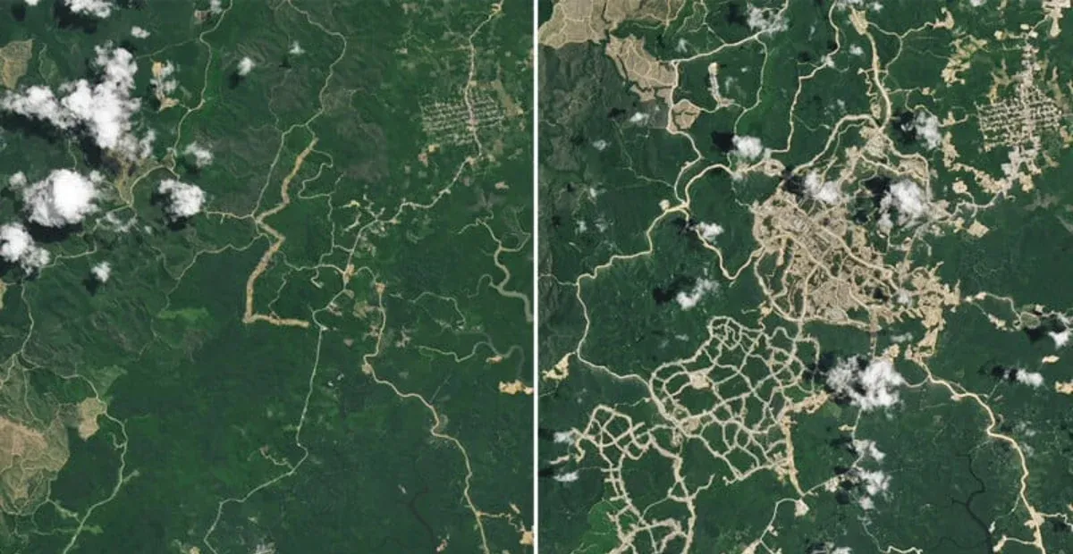 Hutan Kalimantan Dampak Pembangunan Ibukota