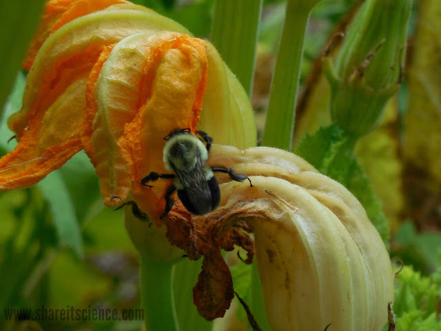 bee pollination citizen science