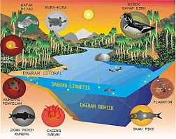 Interaksi Antar Komponen Dalam Ekosistem Biotik Abiotik 