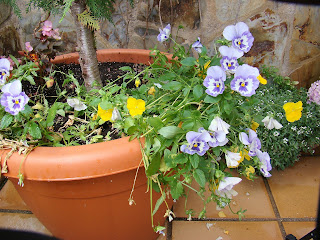 Pensamientos (Viola x wittrockiana).