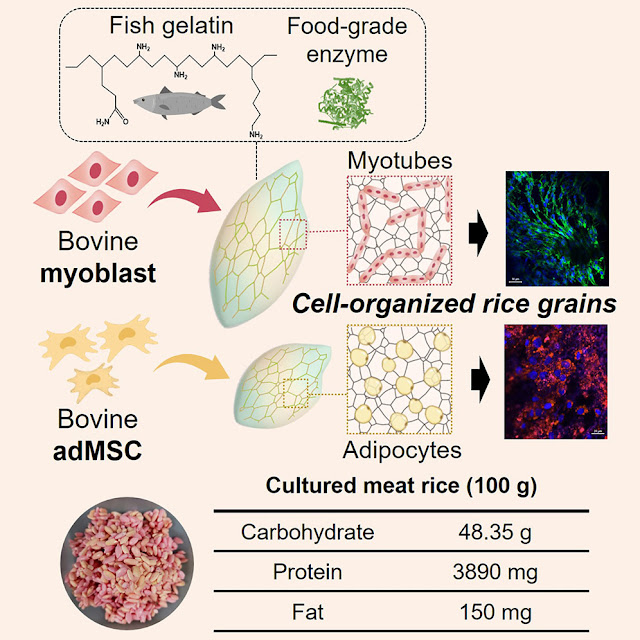 Primero se aplican gelatina de pescado y enzimas al arroz para ayudar a que las células se adhieran. Una vez que se agregan las células madre, se dejan cultivar en la placa de Petri durante nueve a 11 días.