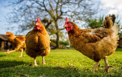 Waktu Untung Besar Usaha Rumah Pemotongan Ayam