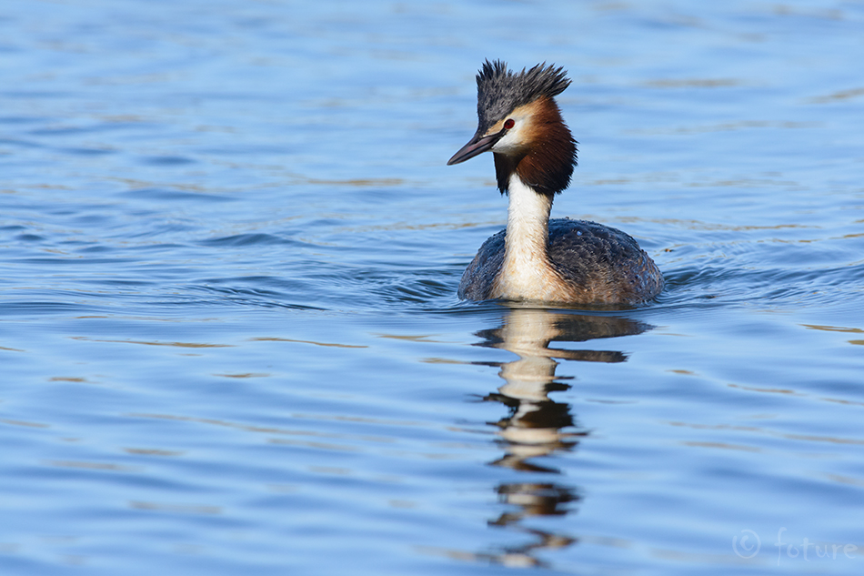 Tuttpütt, Podiceps cristatus, Great Crested Grebe, pütt