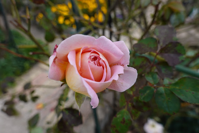 鳥取県米子市別所 こばやしバラ園 バラ（薔薇）