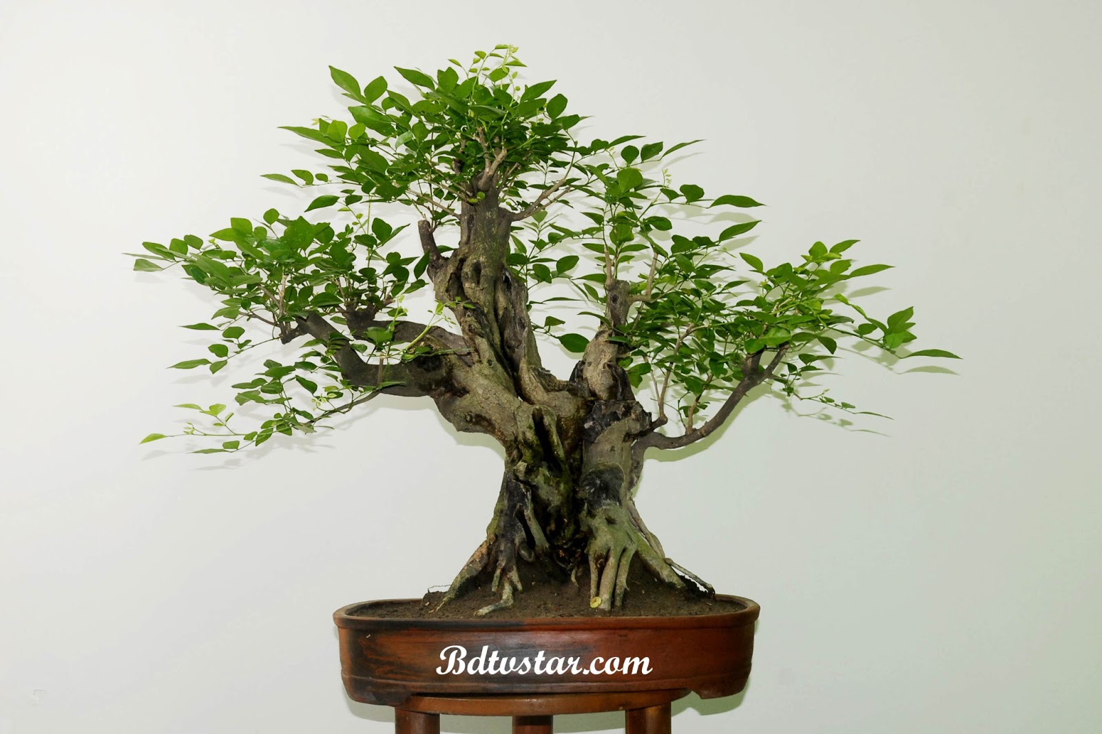 bonsai tree photos