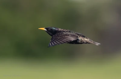 Very fast and quite far Common Starling towards the Milnerton golf Course