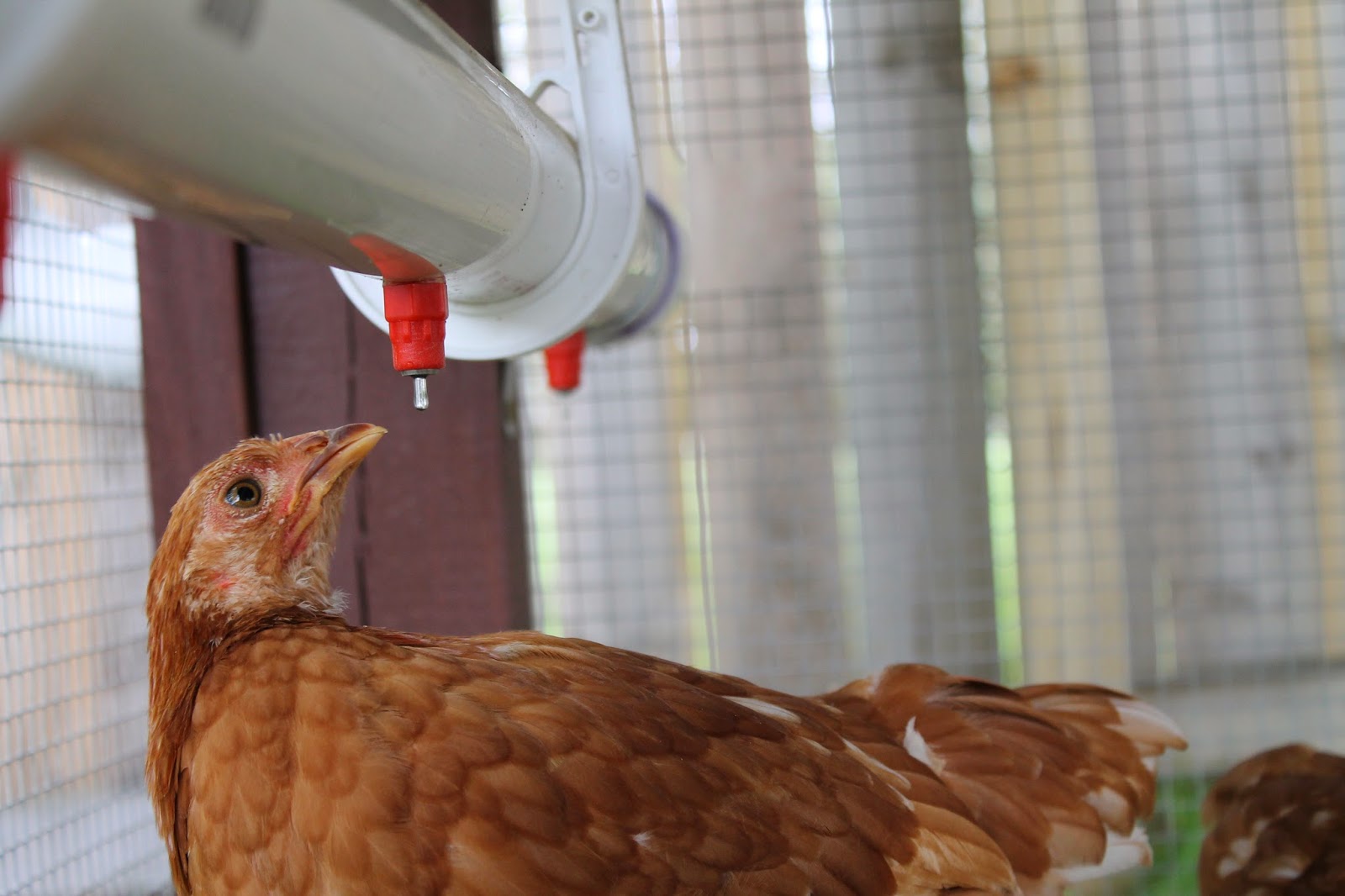 tired of cleaning the chicken water dish in this video i will show you 