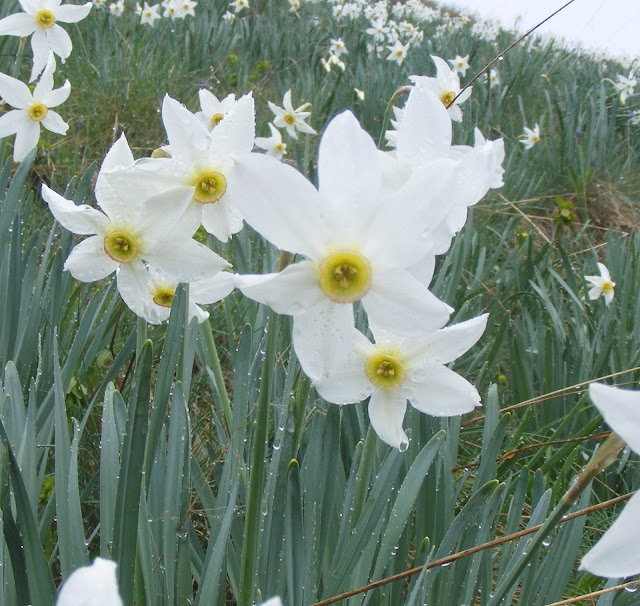 Daffodil Flower HD Wallpapers Free Download