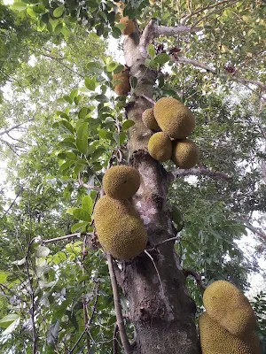 Jackfruit tree