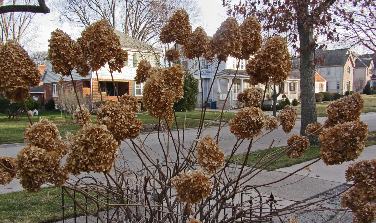  other hydrangeas. It holds its dried flowers all through the winter