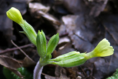 Primevère élevée (Primula elatior)