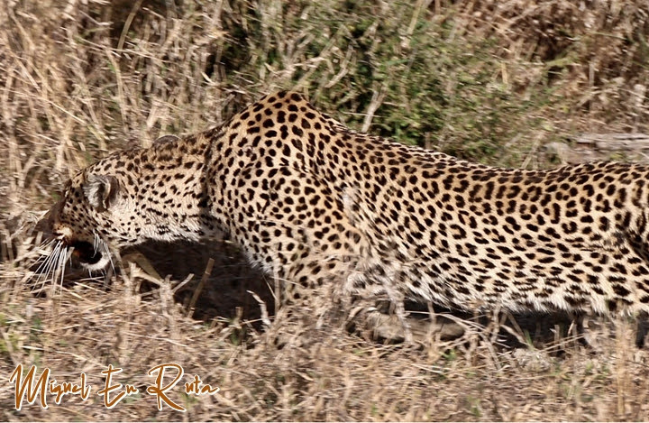 Leopardo acechando en Sudáfrica