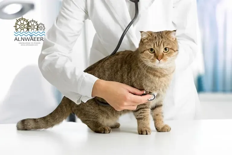 اسال الطبيب البيطري  - العيادة الببيطرية - صحة القطط