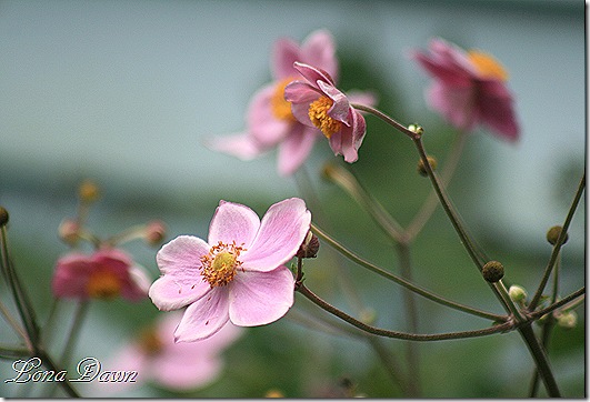 Anemone_QueenCharlotte_Sept