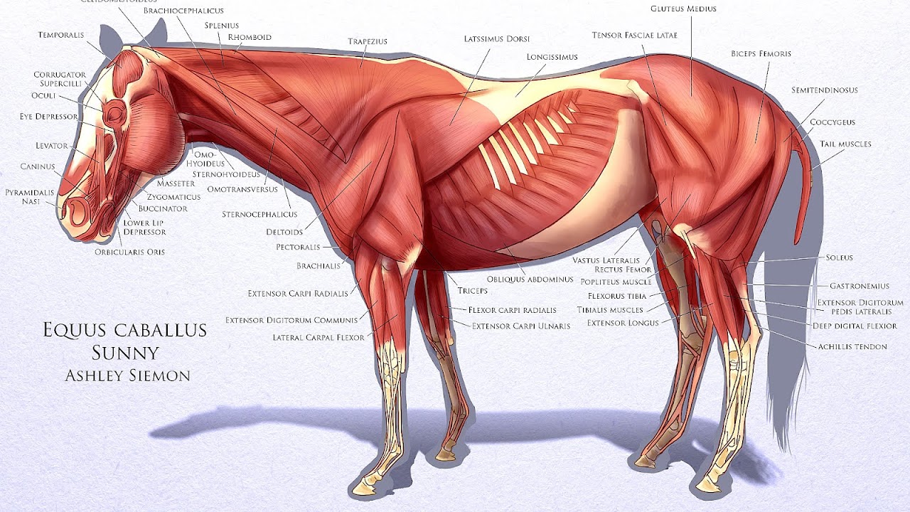 Muscular system of the horse