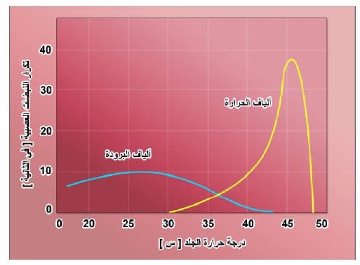 الشكل 25 - 7: استجابة مستقبلات البرودة ومستقبلات الحرارة للتغيرات في درجة حرارة الجلد.