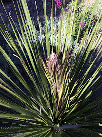 Bloom spike on Dasylirion texanum