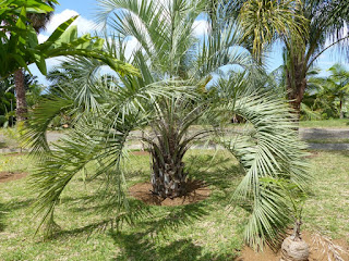 Butia capitata - Arbre à laque - Palmier abricot