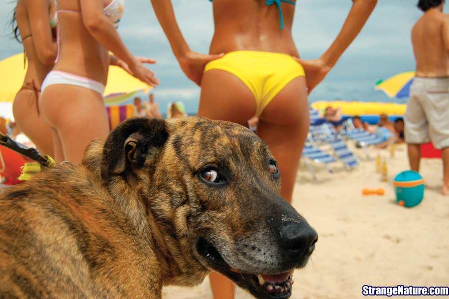 funny dog and beach girlsjpg
